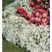 Alyssum_Carpet_Snow_Steinkraut