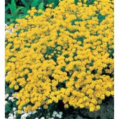 Alyssum_gelb_Steinkraut