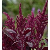 Amaranthus_cruentus_Oeschberg_Fuchsschwanz