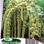 Fuchsschwanz_Amaranthus_caudatus_Green_Cascade