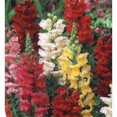 Antirrhinum_majus_Rust_Resistant_Loewenmaeulchen