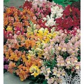 Antirrhinum_majus_Tom_Thumb