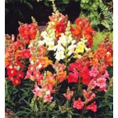 Antirrhinum_majus_Sachmo_Loewenmaeulchen