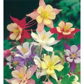 Aquilegia_McKana_Giant_Akelei