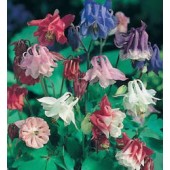 Aquilegia_vulgaris_Biedermeier