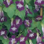 Asarina_scandens_Formula_mix_Bunter_Himmelsstuermer 