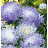 Aster_chinensis_Duchess_Blue_Ice