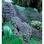 Aubrieta_cultorum_mix_Blaukissen