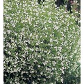 Calamintha_nepeta_bergminze