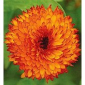 Ringelblume_Calendula_officinalis_Neon