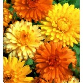 Ringelblume_Calendula_officinalis_Art_Shades