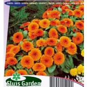 Calendula_officinalis_Orange_Gitana