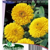 Calendula_officinalis_Ball's_Golden_Yellow