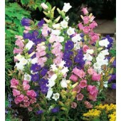 Glockenblume_Campanula_medium_Cottage