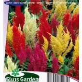 Celosia_argentea_plumosa_Plumes_Mix