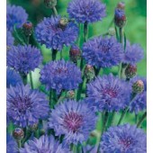 Kornblume_Centaurea_cyanus_Double_Blue 