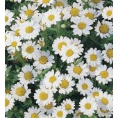 Zwerg-Margerite_Chrysanthemum_paludosum 