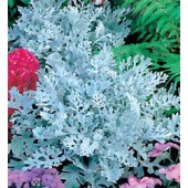 Cineraria_maritima_Silver_Dust_Aschepflanze