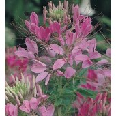 Cleome_hassleriana_Cherry_Queen_Spinnenpflanze