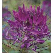 Cleome_hassleriana_Violet_Queen_Spinnenpflanze