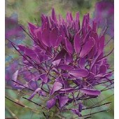 Cleome_hassleriana_Violet_Queen_Spinnenpflanze