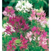 Cleome_hassleriana_Fountain_mix