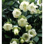 Cobaea_scandens_Alba_Glockenrebe