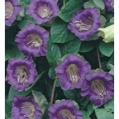 Cobaea_scandens_violett_Glockenrebe