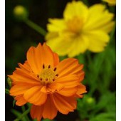 Schmuckkörbchen_Cosmos_sulphureus_Ladybird_Mix