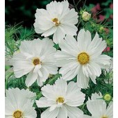 Schmuckkörbchen_Cosmos_bipinnatus_Pshyche_White