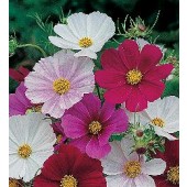 Schmuckkörbchen_Cosmos bipinnatus_Tetra_Versailles_mix 