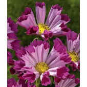 Cosmos_bipinnatus_Seashells_Red_Schmuckkörbchen