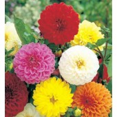 Dahlia_Showpiece_mix 