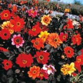 Dahlia_variabilis_Bishop's_Childeren_mix
