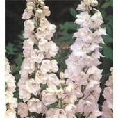 Rittersporn_Delphinium_Galahad_weiß 