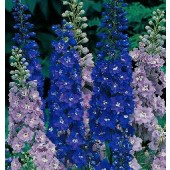 Delphinium_Avalon_mix_Rittersporn