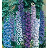 Delphinium_Pacific_Riesen_mix_Rittersporn