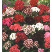 Dianthus barbatus Indian Carpet mix