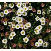 Erigeron karvinskianus mix