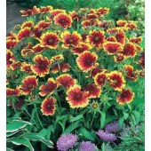 Kokadenblume_Gaillardia_aristata_Goblin