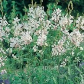 Prachtkerze_Gaura_lindheimeri_The_Bride