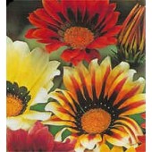 Gazania_rigens_Sunshine_ mix