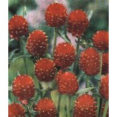 Gomphrena_haageana_Strawberry_Kugelamarant