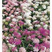 Schleifenblume_Iberis_umbellata_Fairy