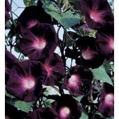 Prunkwinde_Ipomoea_purpurea_Kniola's_Black