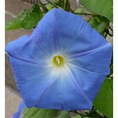 Prunkwinde_Ipomoea_tricolor_Heavenly_Blue