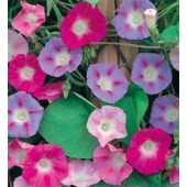 Prunkwinde_Ipomoea_tricolor_Mix