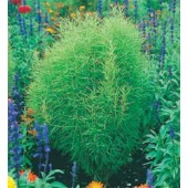 Besenkraut_Kochia_scoparia