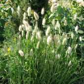 Laguras ovatus Bunny Tails