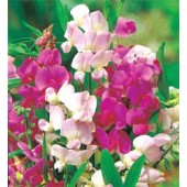 Staudenwicke_Lathyrus_latifolius_Everlasting_Mix